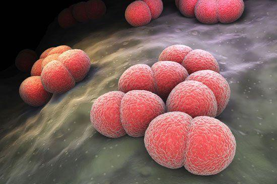 Title of the image is PCR Detection Kit 6
